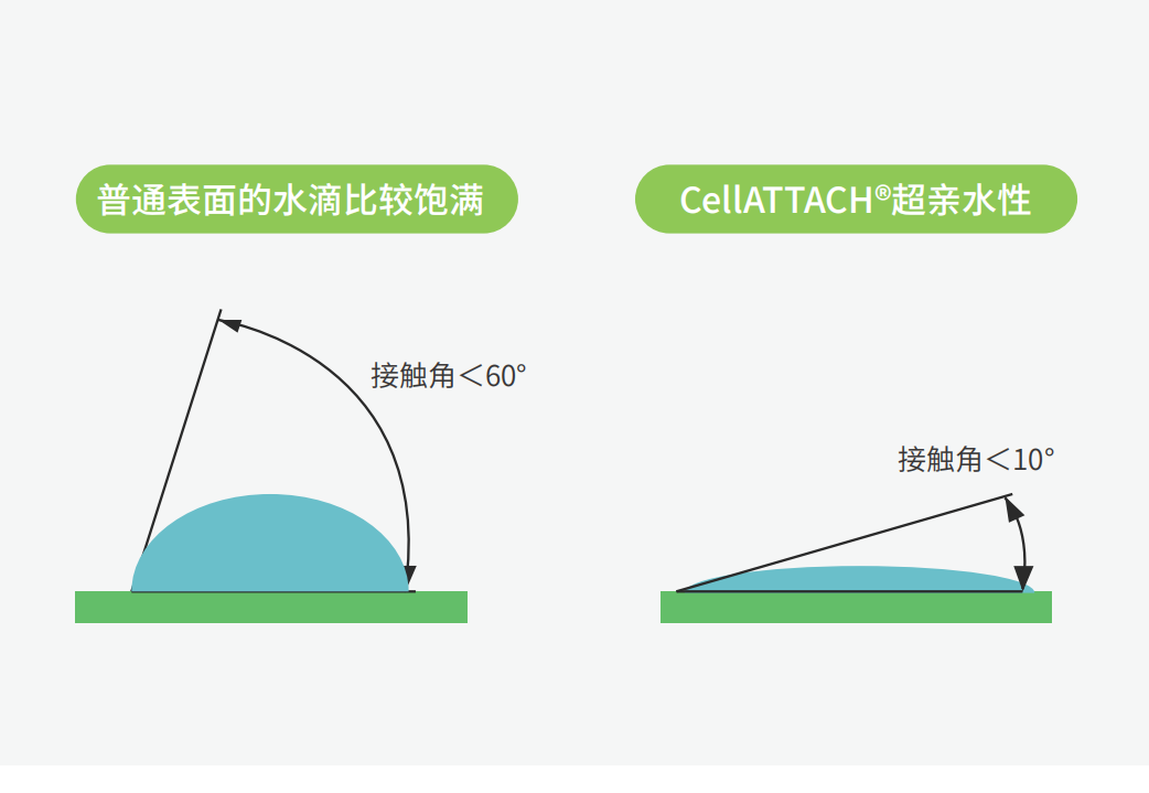 獨特的超親水表面處理技術，能為細胞提供更好的吸附性，促進細胞快速貼壁生長，提高產量