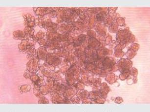 經不同細胞培養測試驗證，表面幾乎無細胞貼壁，可快速實現可重復、一致、可靠的細胞球培養