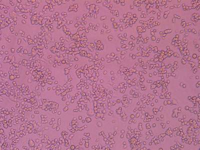 經細胞培養測試驗證，細胞貼壁率達 90% 以上，貼壁細胞活率達95%以上