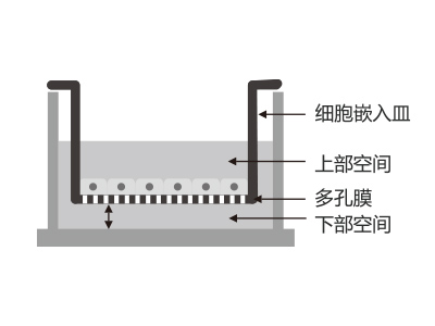 懸掛式設計，嵌入皿移細胞嵌入皿移動時單層細胞不受影響上部空間 ，還能防止培養液通過中毛細作用流失